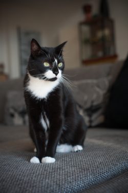 Bianca Thorn - Kunst und Malerei in Holzappel 106 Unser Kater Mio (Foto)